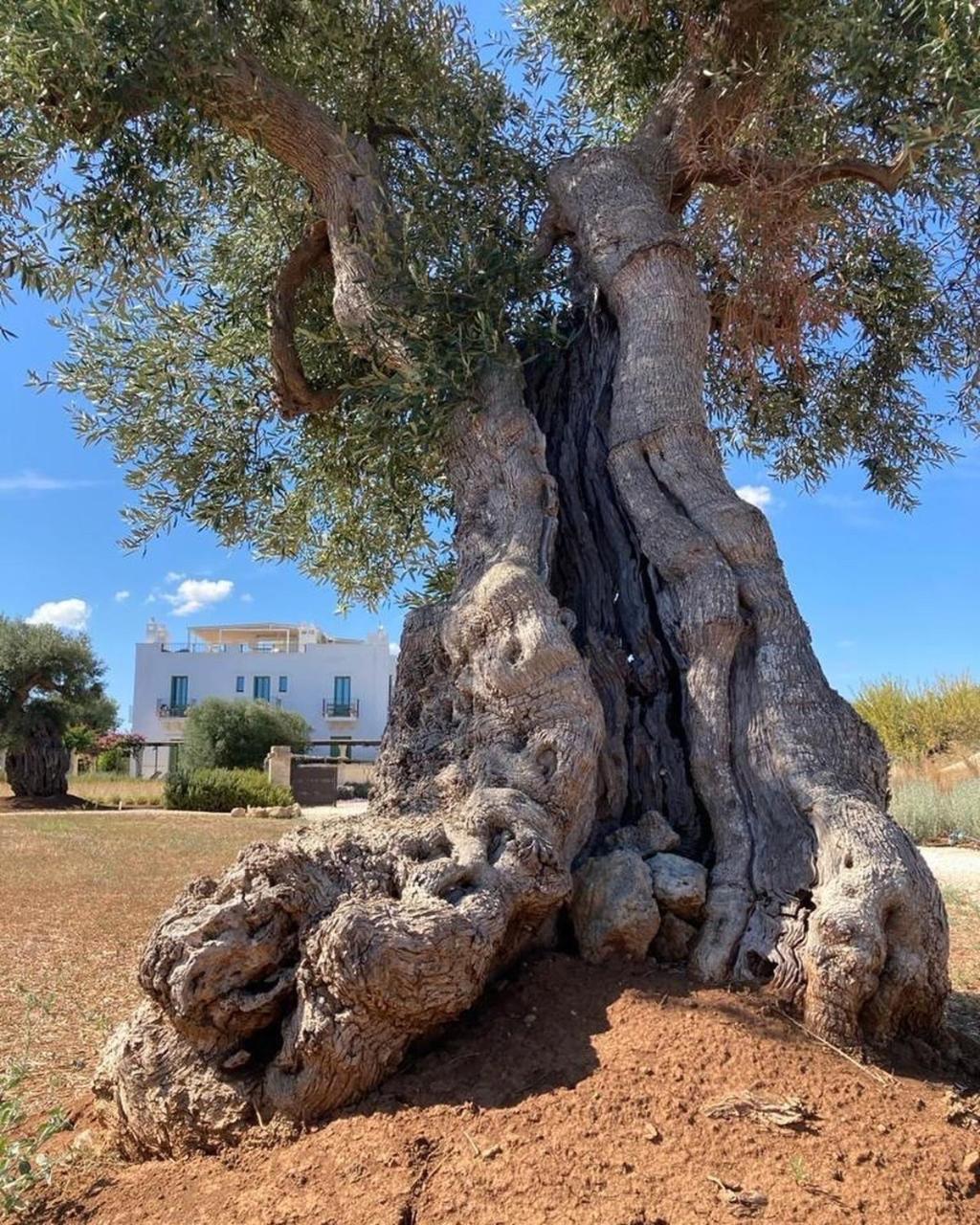Boutique Hotel Masseria Sottomasi Savelletri Kültér fotó